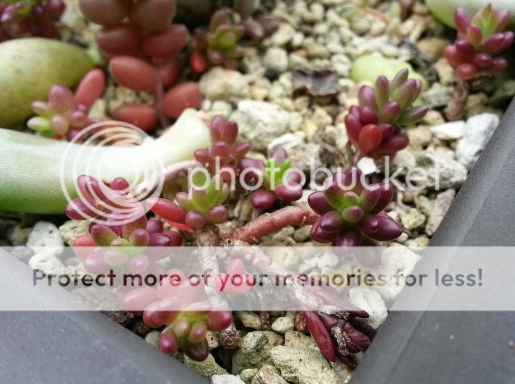 什锦景天 p.4 #84, 紫米粒